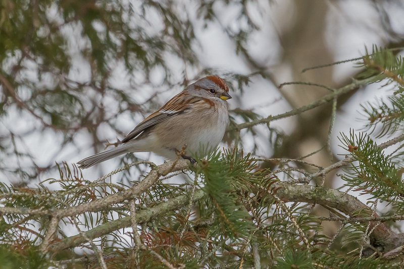 American Tree Sparrow - Winter Birding in Ontario