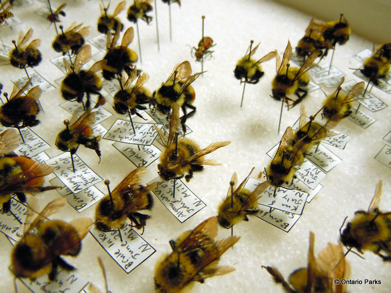 Bee Specimens from the Specimen Room
